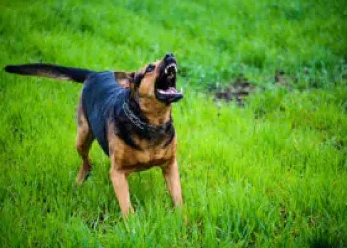 TJ-DF mantém condenação por ataque de cão em área comum de condomínio