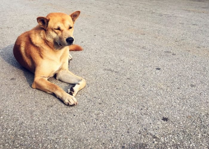 Criada a Subsecretaria de Proteção Animal do DF